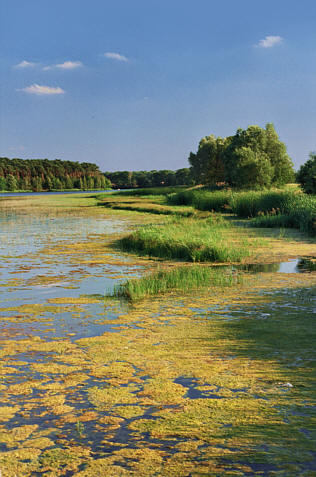 Jezioro Gołuchowskie