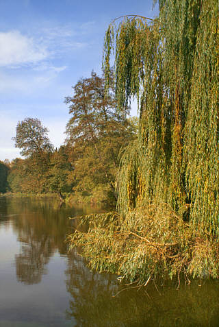 Park pałacowy w Walewicach
