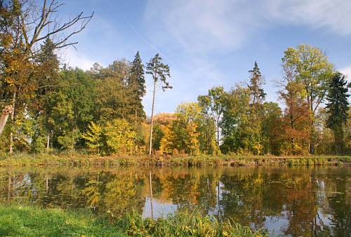Staw w parku