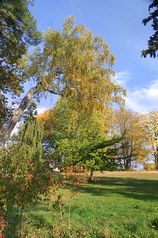 Park pałacowy