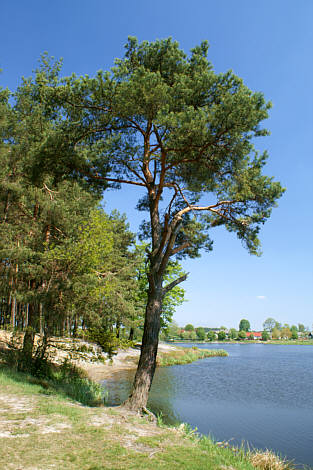 Brzeg zalewu