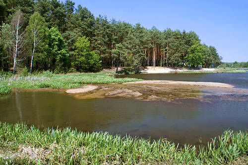 Brzóza Królewska  - Brzeg zalewu