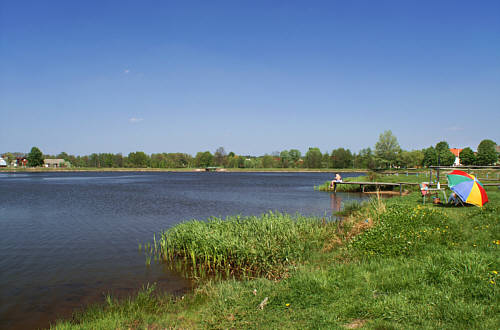 Brzóza Królewska zdjęcie nr 592