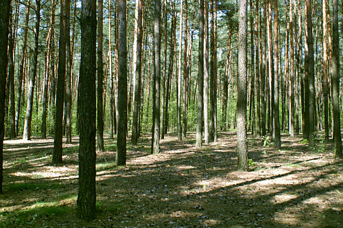 Brzóza Królewska zdjęcie nr 594