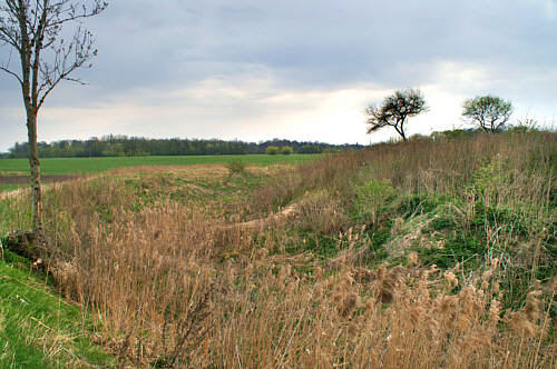 Czułczyce zdjęcie nr 697