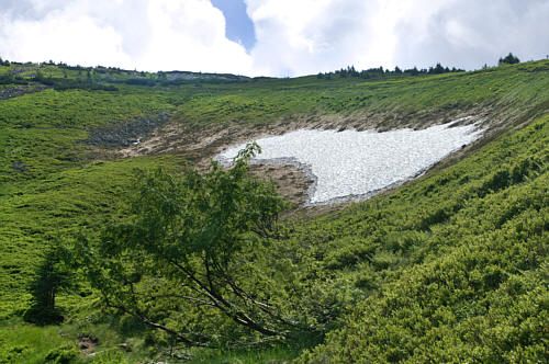 Zbliżenie na śnieg w lecie