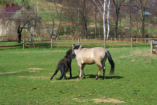 Połomia zdjęcie nr 2516
