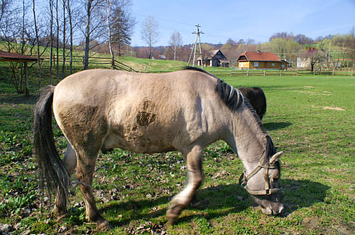 Koniki Polskie