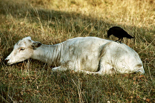 ZOO zamojskie