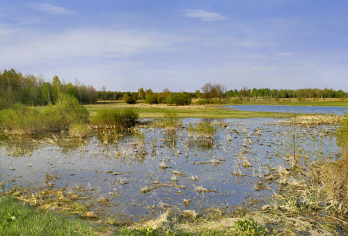 Zbereże i okolica zdjęcie nr 4330