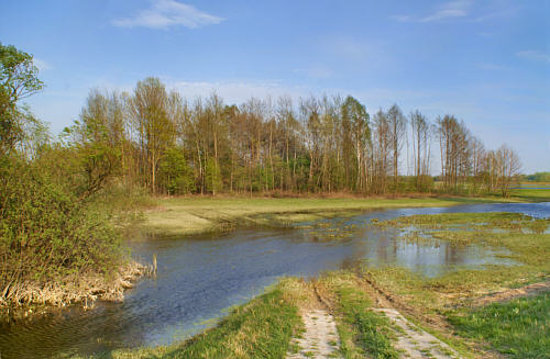 Zbereże i okolica zdjęcie nr 4334