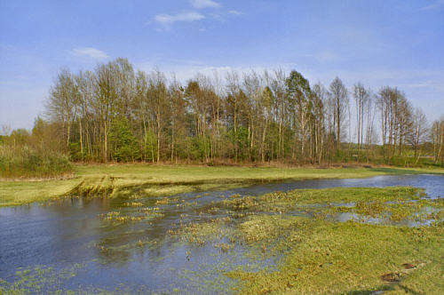 Zbereże i okolica zdjęcie nr 4335