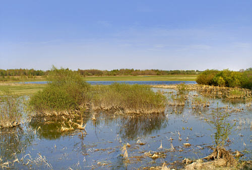 Zbereże i okolica zdjęcie nr 4336