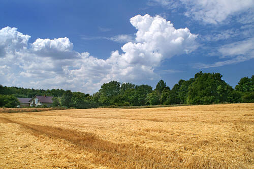 Zimowiska - Pola koło dworu