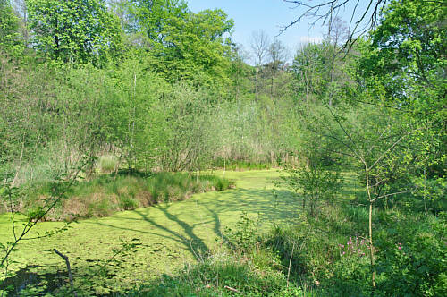 Nawodniona fosa