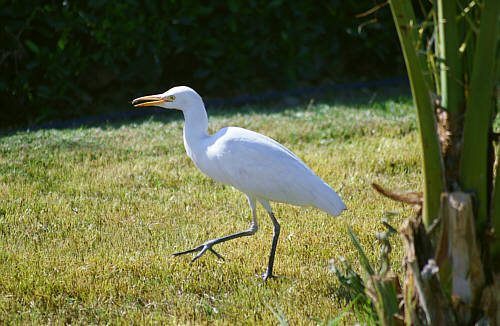 Ibis w ogródku hotelowym