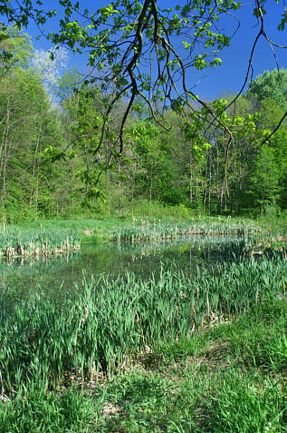 Staw pałacowy