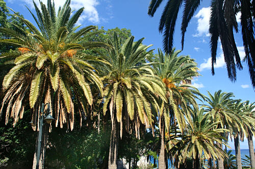 Palmy przy zamku