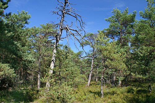 Rowy - okolice zdjęcie nr 2239