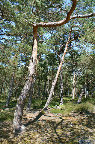 Rowy - okolice zdjęcie nr 2240