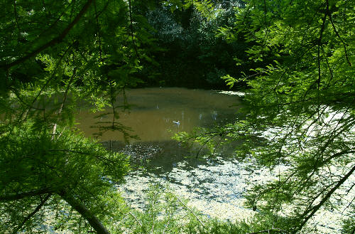 Na wyspie jest nawet bagno