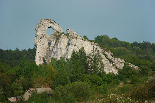 Okiennik Wielki zdjęcie nr 2209