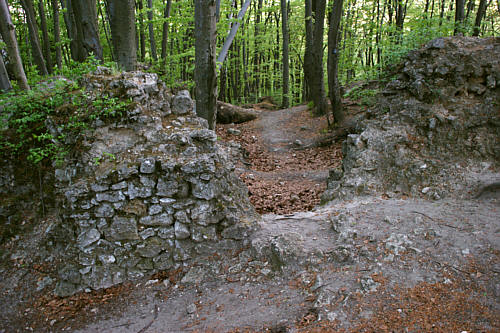 Ostrężnik zdjęcie nr 2272