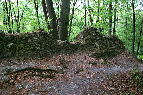 Ostrężnik zdjęcie nr 2273