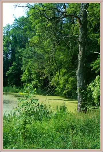 Runowo Krajeńskie  - park pałacowy
