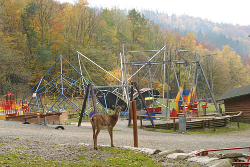 Leśny Park Niespodzianek w Ustroniu