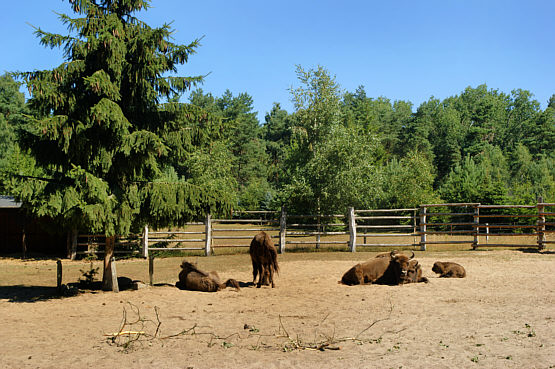 Zagroda żubrów na wyspie Uznam